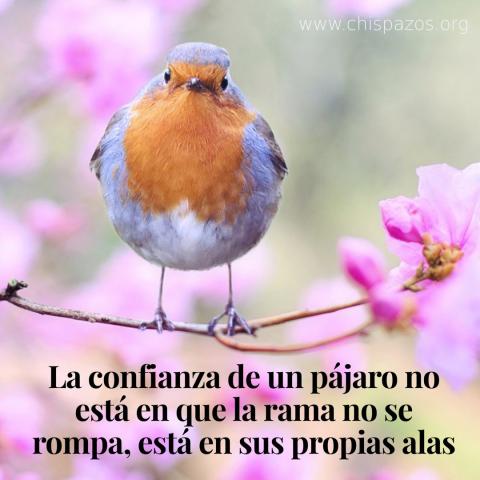 La confianza de un pájaro no está en que la rama no se rompa, está en sus propias alas